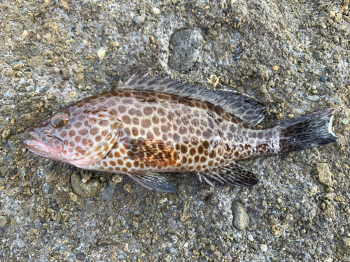 オオモンハタの釣果