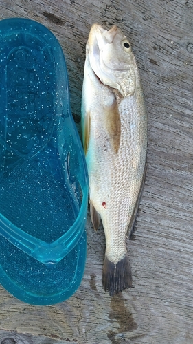 イシモチの釣果