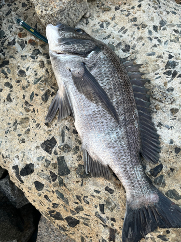 チヌの釣果