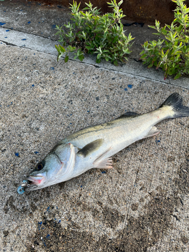 ハネ（マルスズキ）の釣果