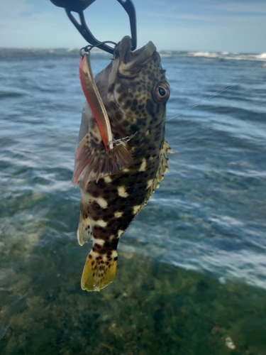 イソゴンベの釣果