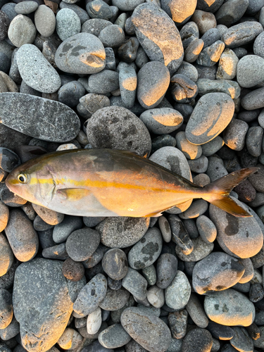 ショゴの釣果