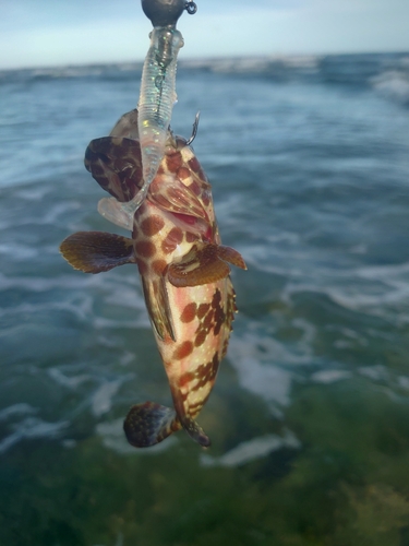 イシミーバイの釣果