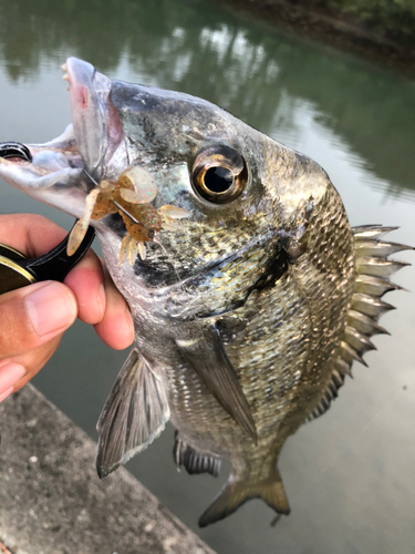 ミナミクロダイの釣果