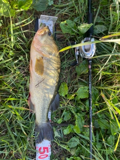 ラージマウスバスの釣果