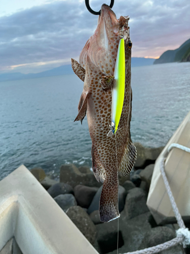 オオモンハタの釣果