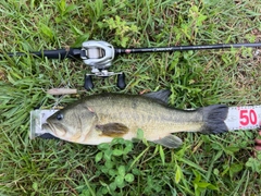 ラージマウスバスの釣果