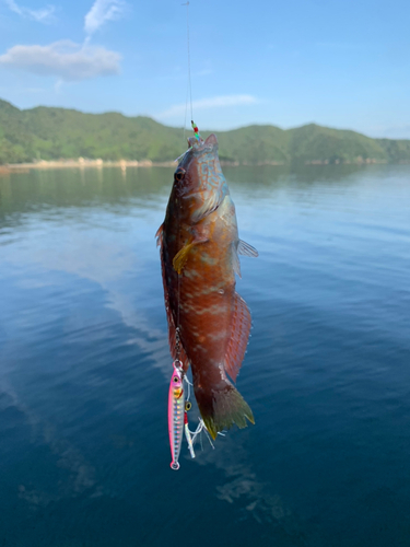 アカササノハベラの釣果