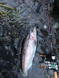 ニジマスの釣果