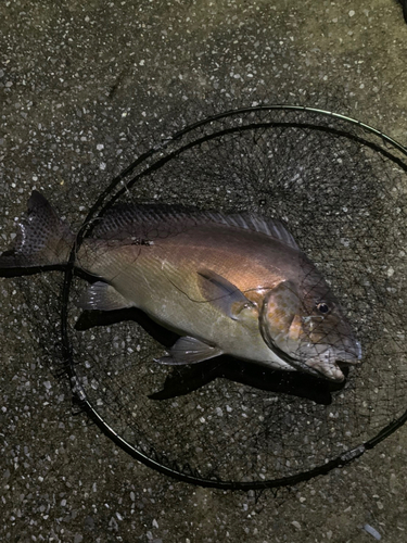 コロダイの釣果