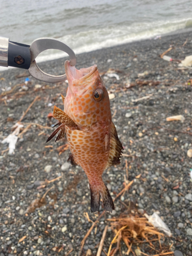 オオモンハタの釣果