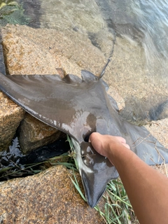 ナルトビエイの釣果