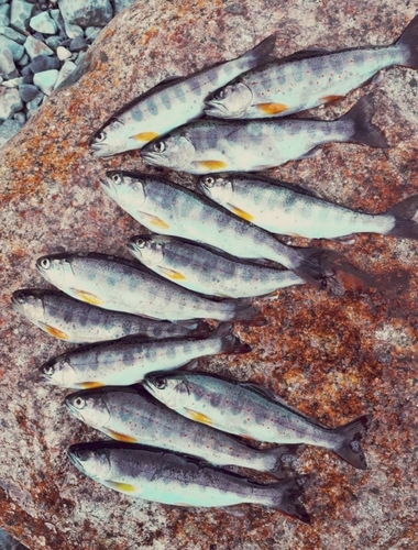 アマゴの釣果