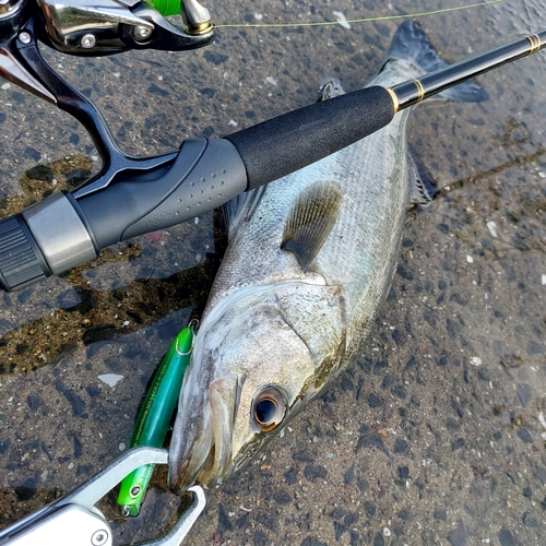 スズキの釣果