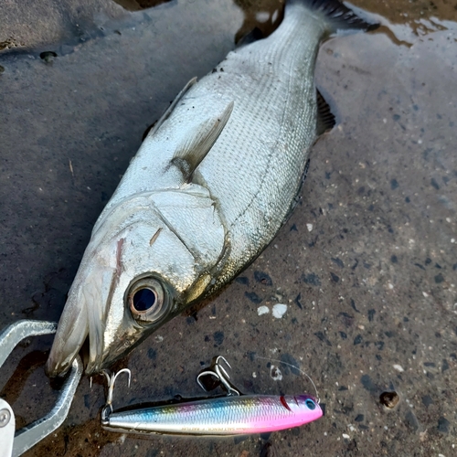 スズキの釣果