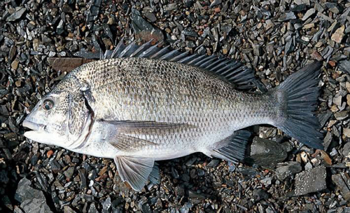 クロダイの釣果