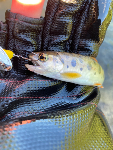 ヤマメの釣果