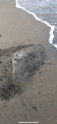 ツバクロエイの釣果