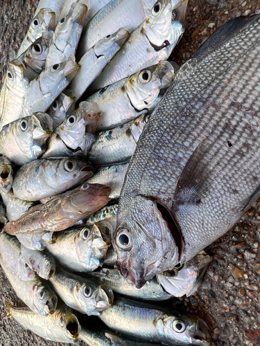 サッパの釣果