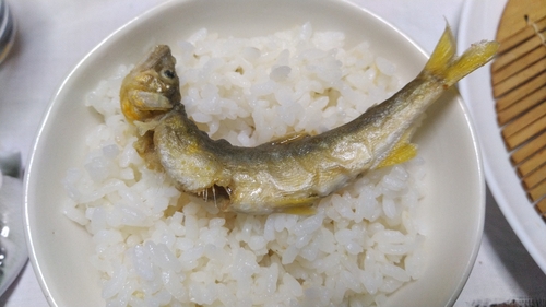 アユの釣果