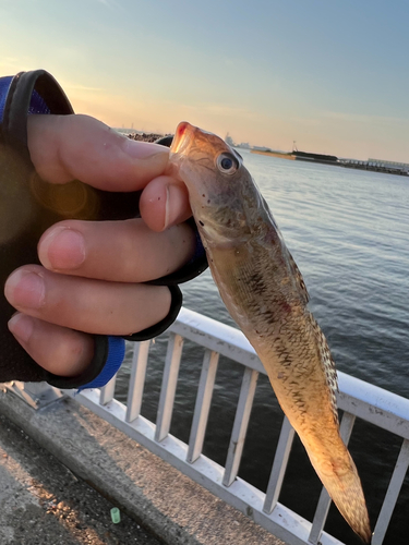 ハゼの釣果