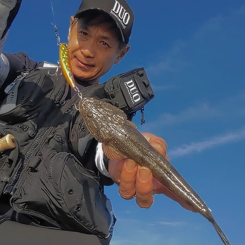 マゴチの釣果