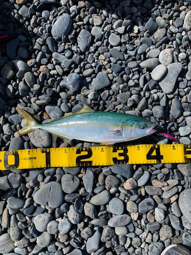 イナダの釣果