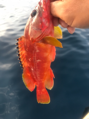 アカハタの釣果