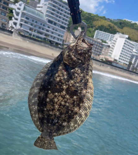 ヒラメの釣果