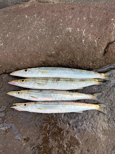 ヤマトカマスの釣果