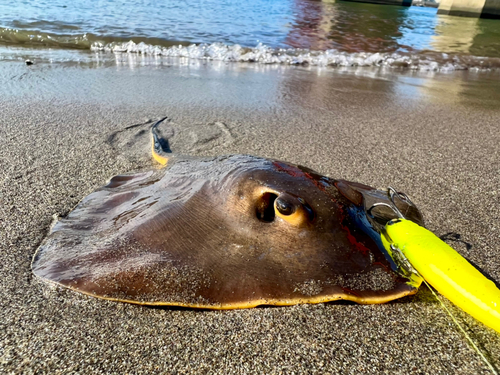 アカエイの釣果