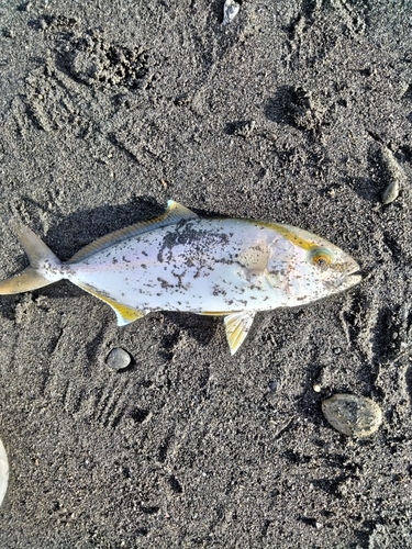 ショゴの釣果