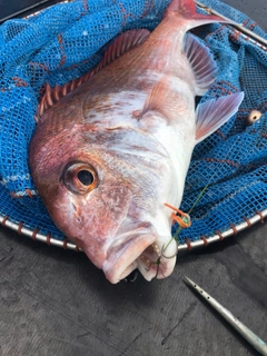 マダイの釣果