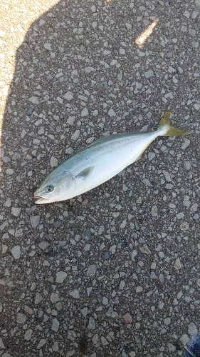 イナダの釣果