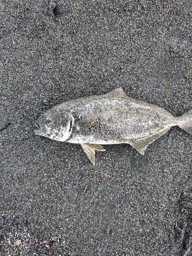 ショゴの釣果