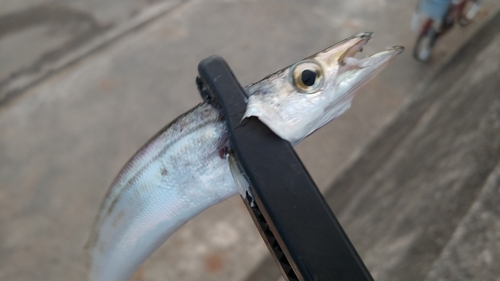 カマスの釣果