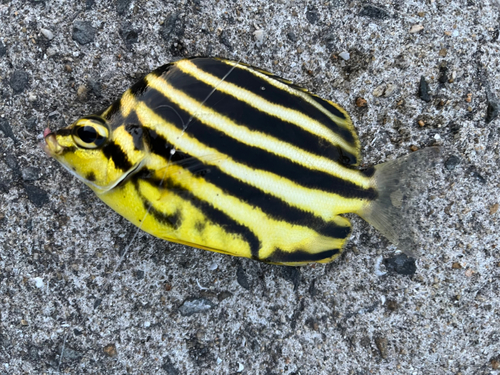 カゴカキダイの釣果