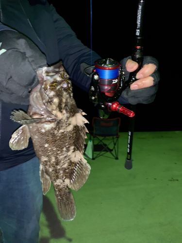 オウゴンムラソイの釣果