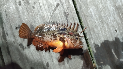 ハオコゼの釣果