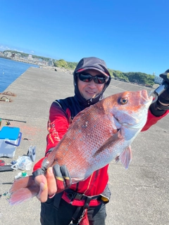 マダイの釣果