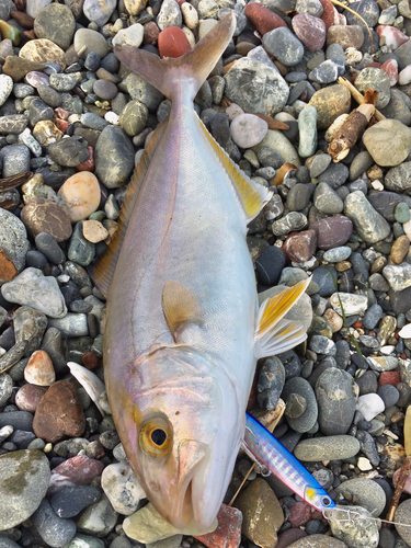 ショゴの釣果