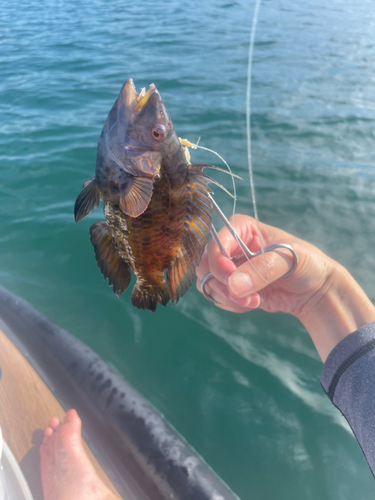 オハグロベラの釣果