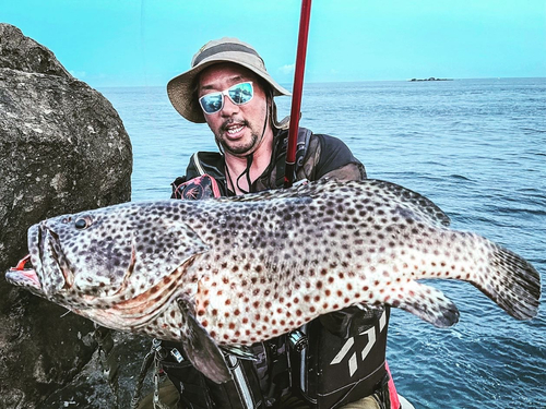 チャイロマルハタの釣果