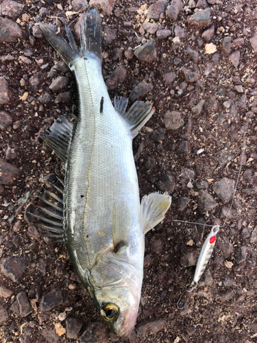 セイゴ（マルスズキ）の釣果