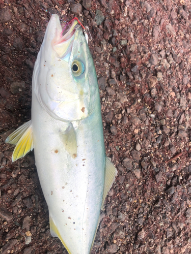 ツバスの釣果