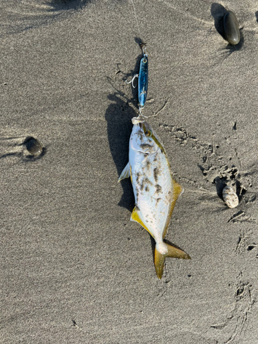 ショゴの釣果