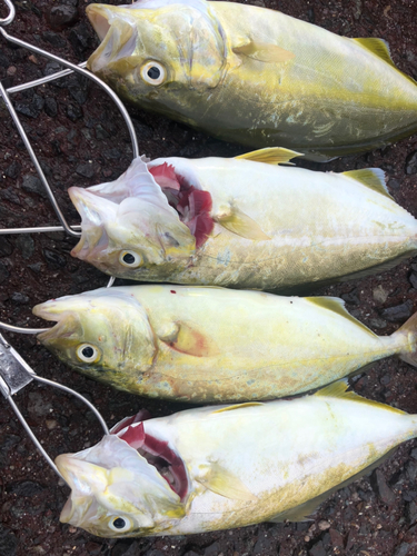 カンパチの釣果