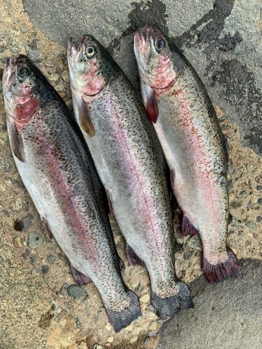 ニジマスの釣果