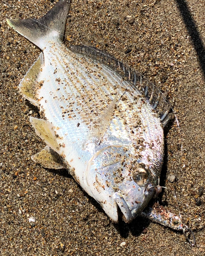 ヘダイの釣果