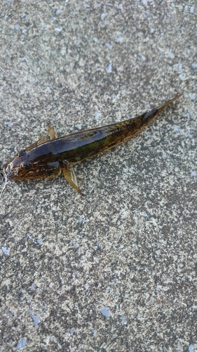 ハゼの釣果